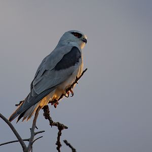 Black-shouldered Kite