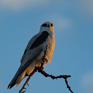 Black-shouldered Kite