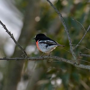 Scarlet Robin