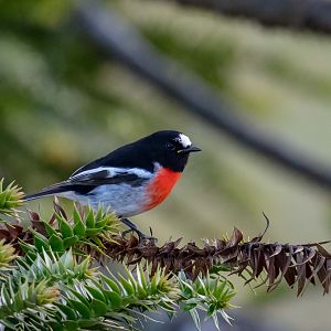 Scarlet Robin