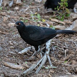 White-winged Chough
