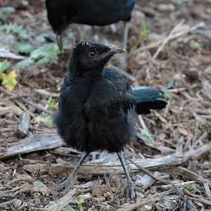 White-winged Chough juvenile