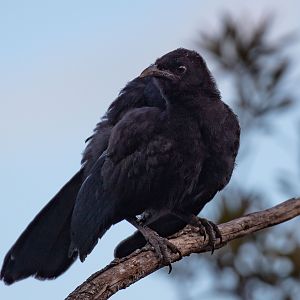 White-winged Chough juvenile