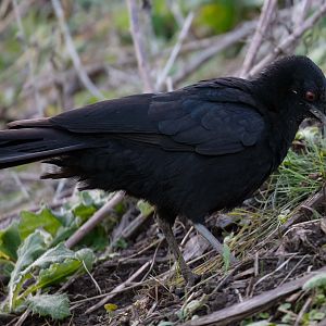 White-winged Chough
