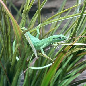 Sakishima Grass Lizard (Takydromus dorsalis)