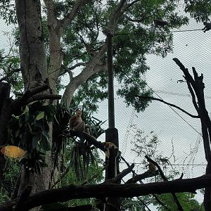 Proboscis Monkey and Long-Tailed Macaques