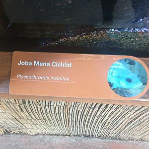New Cichlid Signage African Rainforest