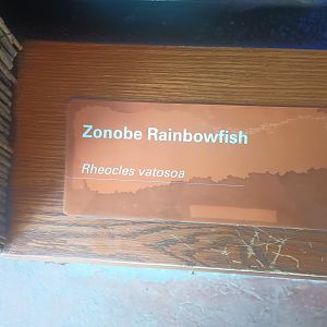 New Rainbowfish Signage African Rainforest