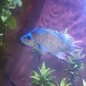 Garaka Cichlid