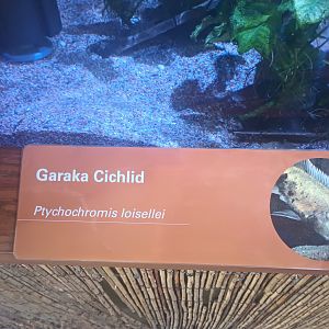 New Cichlid Signage African Rainforest Pavilion