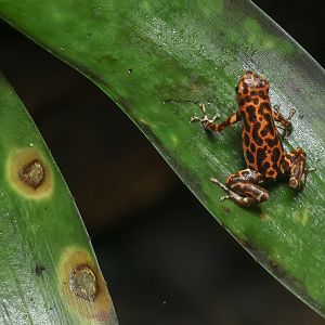 Strawberry poison frog : Chester Zoo : 24 Jun 2024
