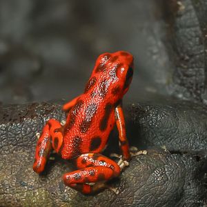 Strawberry poison frog : Chester Zoo : 24 Jun 2024