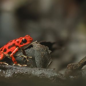 Strawberry poison frog : Chester Zoo : 24 Jun 2024