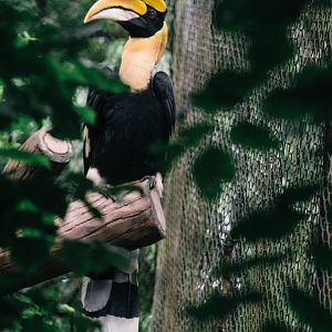 Great Hornbill