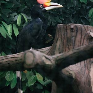 Rhinoceros Hornbill