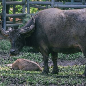 Asian Water Buffalo