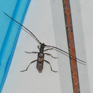 Didymocantha obliqua