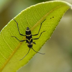 Chlorophorus curtisi