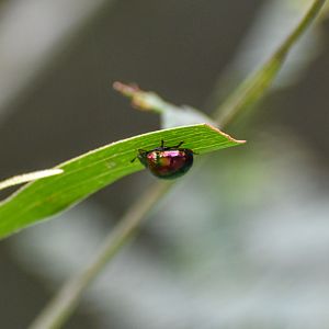 Hop-bush Leaf Beetle, Callidemum hypochalceum