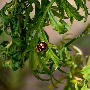 Eucalypt Leaf Beetle, Paropsis maculata