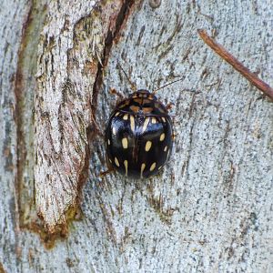 Paropsisterna anomala