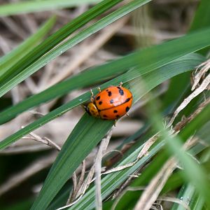 Maculate Ladybird, Harmonia octomaculata