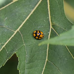 Tortoise-shelled Ladybird ,Harmonia testudinaria
