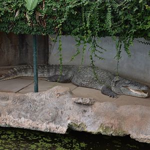 Mugger crocodile