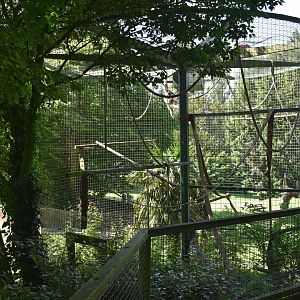 Lar gibbon enclosure