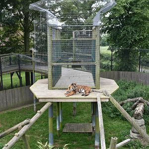 Sumatran tiger enclosure