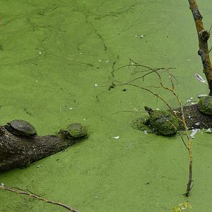 Red-eared sliders