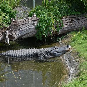 American alligator