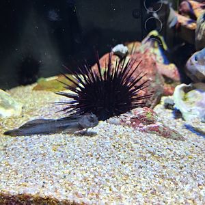Rippled rockskipper (Istiblennius edentulus)