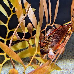 Redfin waspfish (Paracentropogon rubripinnis)