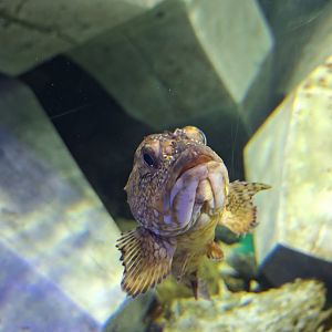 False kelpfish(Sebastiscus marmoratus)