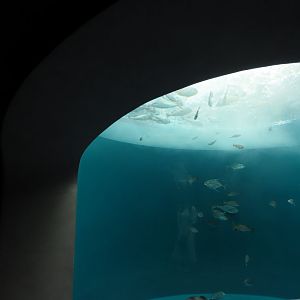 Aquarium view