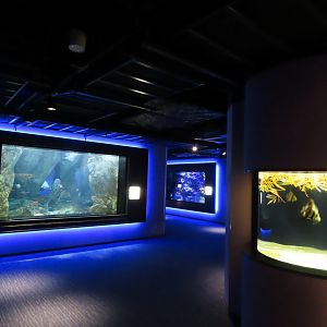 Aquarium view