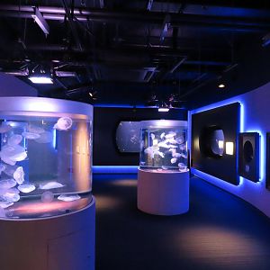 Jellyfish exhibit area