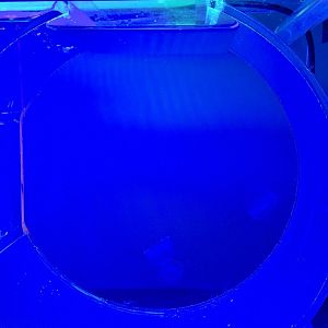 Aequorea coerulescens