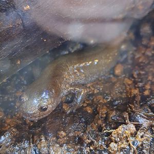 Tosashimizu salamander (Hynobius tosashimizuensis)