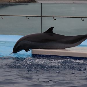 Pantropical spotted dolphin (Stenella attenuata)