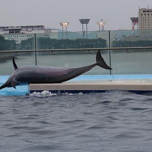 Pantropical spotted dolphin (Stenella attenuata)
