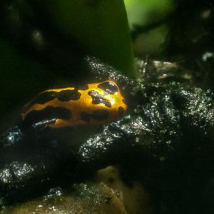 Mimic poison frog : Chester Zoo : 24 Jun 2024