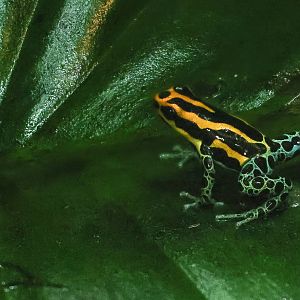 Amazon poison frog : Chester Zoo : 24 Jun 2024