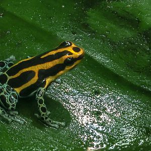 Amazon poison frog : Chester Zoo : 24 Jun 2024