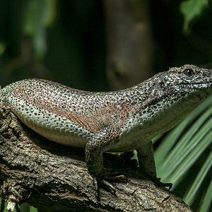 Southeastern girdled lizard : Chester Zoo : 24 Jun 2024