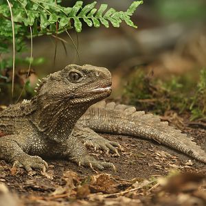 Tuatara : Chester Zoo : 24 Jun 2024
