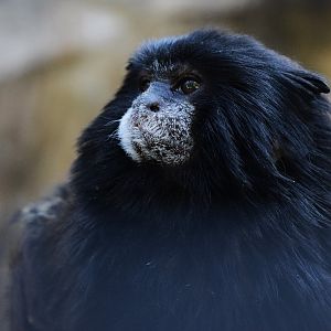 Spix's Saddleback Tamarin (Saguinus fuscicollis)