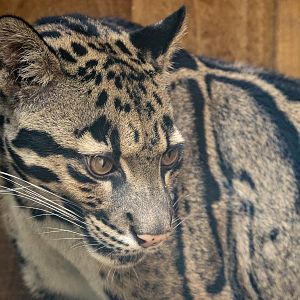 Clouded leopard : Crocodiles of the World : 20 Jun 2024