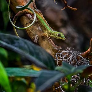 Day gecko ID - Zoo Wroclaw